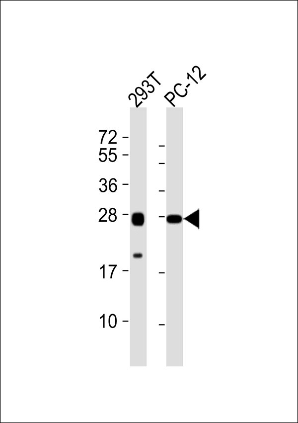 NRL Antibody - All lanes : Anti-NRL Antibody at 1:1000 dilution Lane 1: 293T whole cell lysates Lane 2: PC-12 whole cell lysates Lysates/proteins at 20 ug per lane. Secondary Goat Anti-Rabbit IgG, (H+L),Peroxidase conjugated at 1/10000 dilution Predicted band size : 26 kDa Blocking/Dilution buffer: 5% NFDM/TBST.
