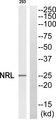 NRL Antibody - Western blot analysis of extracts from 293 cells, using NRL antibody.