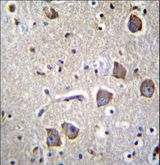 NRN1L Antibody - NRN1L Antibody immunohistochemistry of formalin-fixed and paraffin-embedded human brain tissue followed by peroxidase-conjugated secondary antibody and DAB staining.