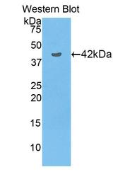 NRP1 / Neuropilin 1 Antibody - Western Blot; Sample: Recombinant protein.