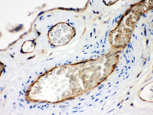 NRP1 / Neuropilin 1 Antibody - Neuropilin-1 antibody IHC-paraffin. IHC(P): Human Placenta Tissue.