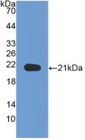 NRP1 / Neuropilin 1 Antibody - Western Blot; Sample: Recombinant NRP1, Human.