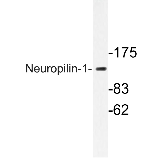 NRP1 / Neuropilin 1 Antibody - Western blot of Neuropilin-1 (D525) pAb in extracts from HepG2 cells.