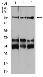 NRP1 / Neuropilin 1 Antibody - Western blot analysis using Neuropilin-1 mouse mAb against Jurkat (1), Hela (2), and HUVEC (3) cell lysate.