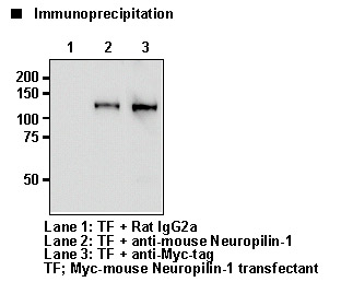 NRP1 / Neuropilin 1 Antibody