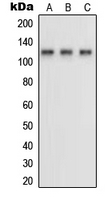 NRP1 / Neuropilin 1 Antibody - Western blot analysis of Neuropilin 1 expression in HUVEC (A); MDAMB231 (B); COS7 (C) whole cell lysates.