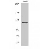 NRP1 / Neuropilin 1 Antibody - Western blot of Neuropilin-1 antibody