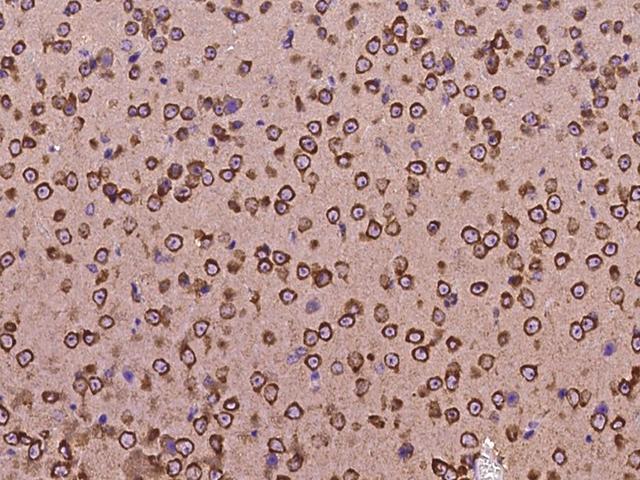 NRP1 / Neuropilin 1 Antibody - Immunochemical staining NRP1 in mouse brain with rabbit polyclonal antibody at 1:300 dilution, formalin-fixed paraffin embedded sections.