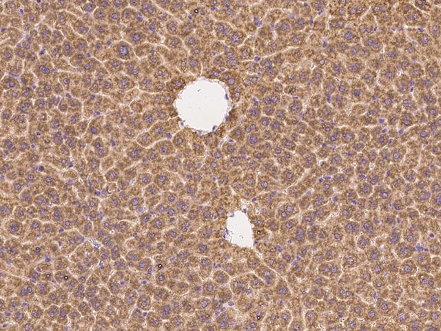 NRP1 / Neuropilin 1 Antibody - Immunochemical staining NRP1 in mouse liver with rabbit polyclonal antibody at 1:300 dilution, formalin-fixed paraffin embedded sections.
