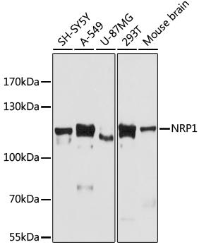 NRP1 / Neuropilin 1 Antibody - Western blot analysis of extracts of various cell lines using NRP1 Polyclonal Antibody at dilution of 1:3000.