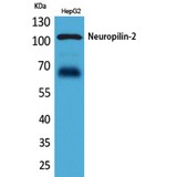 NRP2 / Neuropilin 2 Antibody - Western blot of Neuropilin-2 antibody
