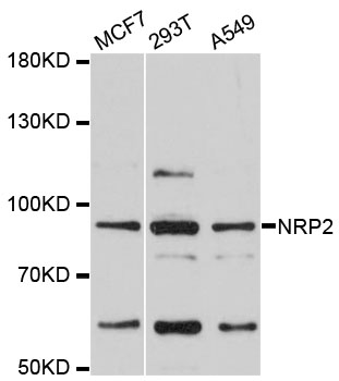 NRP2 / Neuropilin 2 Antibody - Western blot analysis of extracts of various cell lines.