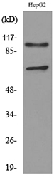 NRP2 / Neuropilin 2 Antibody - Western blot analysis of lysate from HepG2 cells, using NRP2 Antibody.