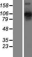 NRP2 / Neuropilin 2 Protein - Western validation with an anti-DDK antibody * L: Control HEK293 lysate R: Over-expression lysate