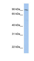 NRROS / LRRC33 Antibody - LRRC33 antibody Western blot of PANC1 cell lysate. This image was taken for the unconjugated form of this product. Other forms have not been tested.