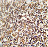NRROS / LRRC33 Antibody - LRRC33 antibody immunohistochemistry of formalin-fixed and paraffin-embedded human lymph node followed by peroxidase-conjugated secondary antibody and DAB staining.
