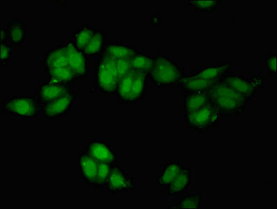 NRSF / REST Antibody - Immunofluorescent analysis of HepG2 cells at a dilution of 1:100 and Alexa Fluor 488-congugated AffiniPure Goat Anti-Rabbit IgG(H+L)