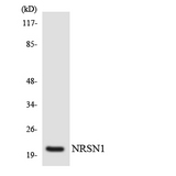 NRSN1 Antibody - Western blot analysis of the lysates from 293 cells using NRSN1 antibody.