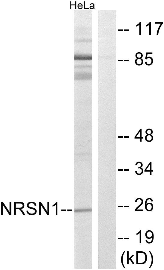 NRSN1 Antibody - Western blot analysis of extracts from HeLa cells, using NRSN1 antibody.
