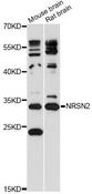 NRSN2 Antibody - Western blot analysis of extracts of various cell lines, using NRSN2 antibody at 1:3000 dilution. The secondary antibody used was an HRP Goat Anti-Rabbit IgG (H+L) at 1:10000 dilution. Lysates were loaded 25ug per lane and 3% nonfat dry milk in TBST was used for blocking. An ECL Kit was used for detection and the exposure time was 60s.
