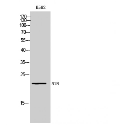 NRTN / Neurturin Antibody - Western blot of NTN antibody