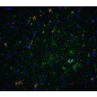 NRTN / Neurturin Antibody - Immunofluorescence of Neurturin in human brain tissue with Neurturin antibody at 5 µg/ml.Green: Neuriturin Antibody  Red: Phylloidin staining Blue: DAPI staining