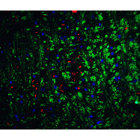 NRTN / Neurturin Antibody - Immunofluorescence of Neurturin in mouse brain tissue with Neurturin Antibody at 20 µg/mL.Green: Neuriturin Antibody  Red: Phylloidin staining Blue: DAPI staining