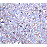 NRTN / Neurturin Antibody - Immunohistochemistry of Neurturin in human brain tissue with Neurturin antibody at 5 µg/ml.