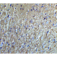 NRTN / Neurturin Antibody - Immunohistochemistry of Neurturin in mouse brain tissue with Neurturin Antibodyat 5 µg/mL.