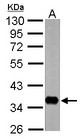 nrv1 Antibody - Sample (30 ug of whole cell lysate) A: Drosophila lysate 10% SDS PAGE nrv1 antibody diluted at 1:10000