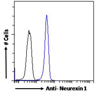 NRXN1 / Neurexin 1 Antibody - NRXN1 / Neurexin 1 antibody flow cytometric analysis of paraformaldehyde fixed Kelly cells (blue line), permeabilized with 0.5% Triton. Primary incubation 1hr (10ug/ml) followed by Alexa Fluor 488 secondary antibody (1ug/ml). IgG control: Unimmunized goat IgG (black line) followed by Alexa Fluor 488 secondary antibody.