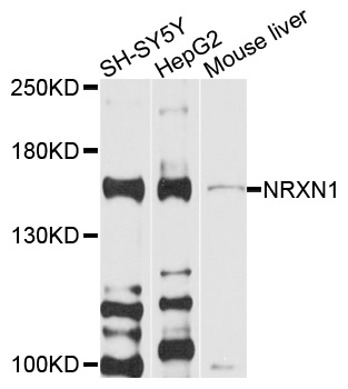 NRXN1 / Neurexin 1 Antibody - Western blot analysis of extracts of various cell lines, using NRXN1 antibody at 1:1000 dilution. The secondary antibody used was an HRP Goat Anti-Rabbit IgG (H+L) at 1:10000 dilution. Lysates were loaded 25ug per lane and 3% nonfat dry milk in TBST was used for blocking. An ECL Kit was used for detection and the exposure time was 90s.