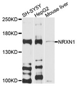 NRXN1 / Neurexin 1 Antibody - Western blot analysis of extracts of various cell lines, using NRXN1 antibody at 1:1000 dilution. The secondary antibody used was an HRP Goat Anti-Rabbit IgG (H+L) at 1:10000 dilution. Lysates were loaded 25ug per lane and 3% nonfat dry milk in TBST was used for blocking. An ECL Kit was used for detection and the exposure time was 90s.