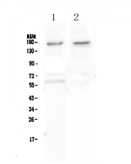 NRXN1 / Neurexin 1 Antibody - Western blot - Anti-Neurexin 1 antibody