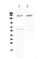 NRXN1 / Neurexin 1 Antibody - Western blot - Anti-Neurexin 1 antibody