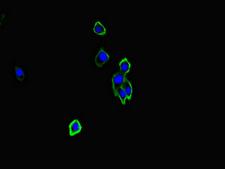 NRXN1 / Neurexin 1 Antibody - Immunofluorescent analysis of HepG2 cells diluted at 1:100 and Alexa Fluor 488-congugated AffiniPure Goat Anti-Rabbit IgG(H+L)