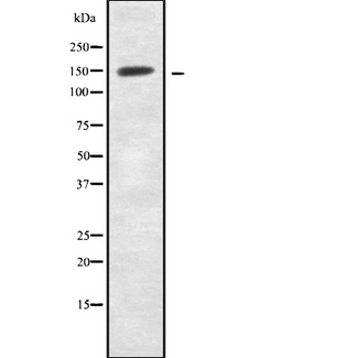 NRXN1 / Neurexin 1 Antibody - Western blot analysis Neurexin I using Jurkat whole cells lysates