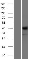 NRXN1 / Neurexin 1 Protein - Western validation with an anti-DDK antibody * L: Control HEK293 lysate R: Over-expression lysate