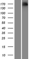 NRXN1 / Neurexin 1 Protein - Western validation with an anti-DDK antibody * L: Control HEK293 lysate R: Over-expression lysate