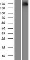 NRXN1 / Neurexin 1 Protein - Western validation with an anti-DDK antibody * L: Control HEK293 lysate R: Over-expression lysate