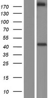 NRXN2 Protein - Western validation with an anti-DDK antibody * L: Control HEK293 lysate R: Over-expression lysate