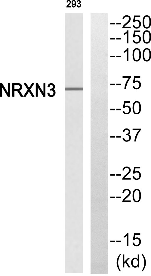 NRXN3 Antibody - Western blot of extracts from 293 cells, using NRXN3 antibody.