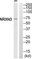 NRXN3 Antibody - Western blot of extracts from 293 cells, using NRXN3 antibody.