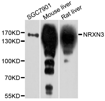 NRXN3 Antibody - Western blot analysis of extracts of various cell lines, using NRXN3 antibody at 1:1000 dilution. The secondary antibody used was an HRP Goat Anti-Rabbit IgG (H+L) at 1:10000 dilution. Lysates were loaded 25ug per lane and 3% nonfat dry milk in TBST was used for blocking. An ECL Kit was used for detection and the exposure time was 90s.