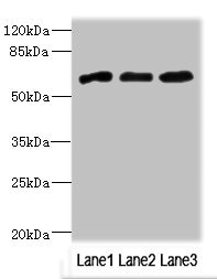 NRXN3 Antibody - Western blot All Lanes: NRXN3 antibody at 2.03ug/ml Lane 1: 293T whole cell lysate Lane 2: Jurkat whole cell lysate Lane 3: HepG-2 whole cell lysate Secondary Goat polyclonal to rabbit IgG at 1/10000 dilution Predicted band size: 181,118,154 kDa Observed band size: 69 kDa
