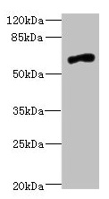 NRXN3 Antibody - Western blot All lanes: NRXN3 antibody at 2.03µg/ml + 293T whole cell lysate Secondary Goat polyclonal to rabbit IgG at 1/10000 dilution Predicted band size: 181, 118, 154, 70, 48, 44, 51 kDa Observed band size: 70 kDa
