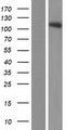 NRXN3 Protein - Western validation with an anti-DDK antibody * L: Control HEK293 lysate R: Over-expression lysate