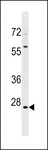 NSBP1 / HMGN5 Antibody - HMGN5 Antibody western blot of 293 cell line lysates (35 ug/lane). The HMGN5 antibody detected the HMGN5 protein (arrow).