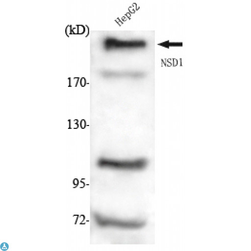 NSD1 Antibody - Western Blot (WB) analysis using NSD1 Monoclonal Antibody against HepG2 cell lysate .
