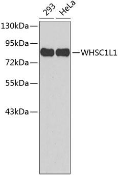 NSD3 / WHSC1L1 Antibody - Western blot analysis of extracts of various cell lines using WHSC1L1 Polyclonal Antibody.